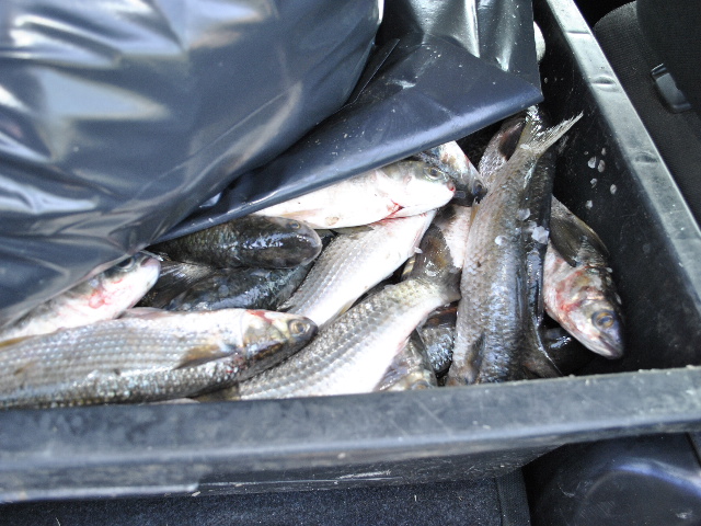Transport ilegal de peşte şi deţinere de unelte de pescuit interzise de lege